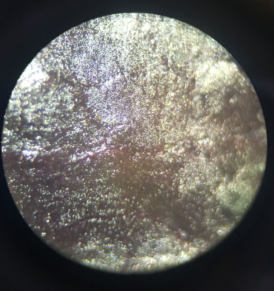 shiso