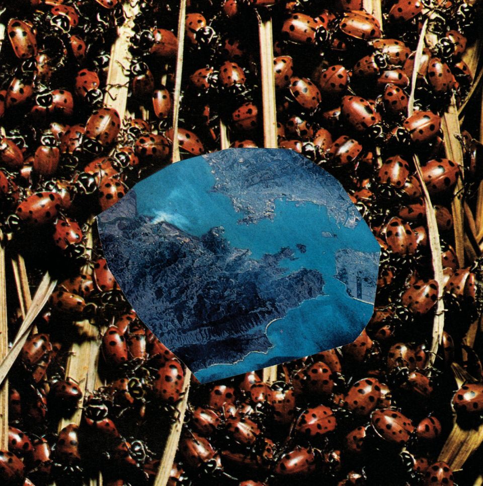 papivores