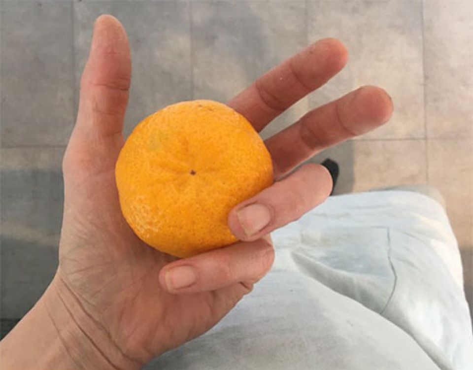 otark-orange