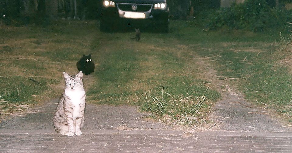 KRAAK2022-kittens