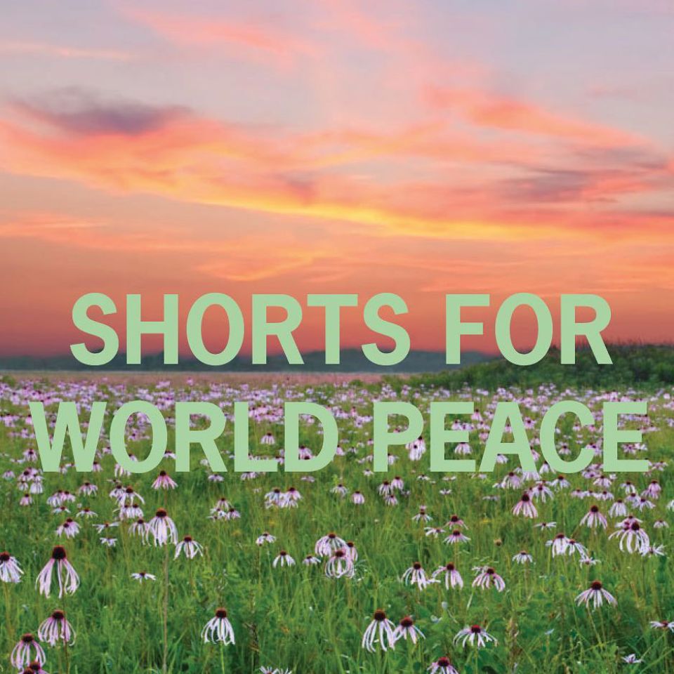 Shorts - takeover web
