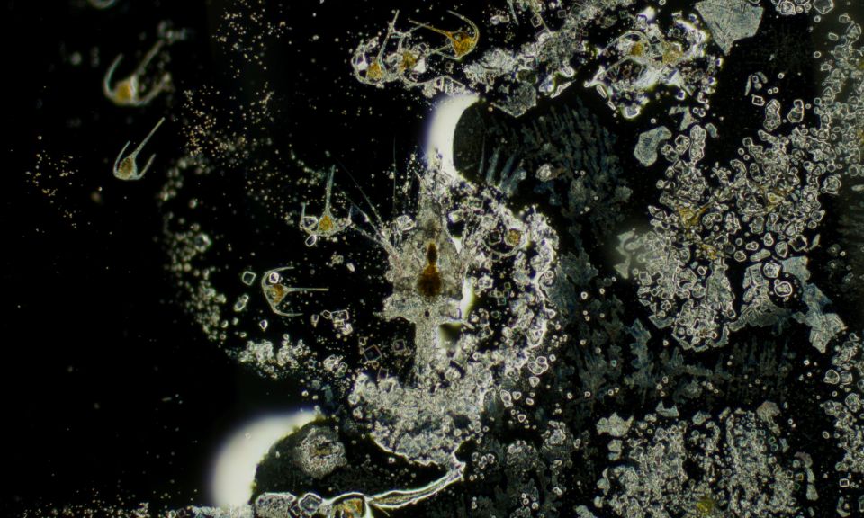 ReclaimingVision2_small