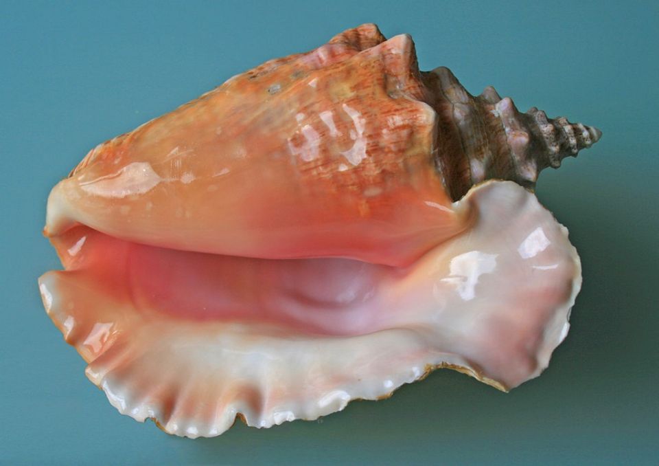 1200px-Sea_shell_Trinidad_-_Tobago_2009